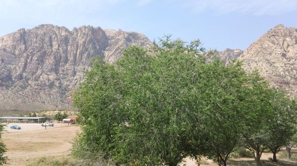 Bonnie Springs Ranch Motel Blue Diamond Exterior foto